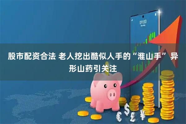 股市配资合法 老人挖出酷似人手的“淮山手” 异形山药引关注